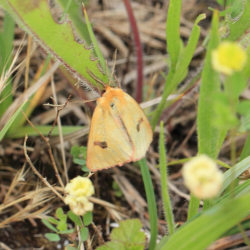 Diacrisia sannio (Clouded Buff).JPG